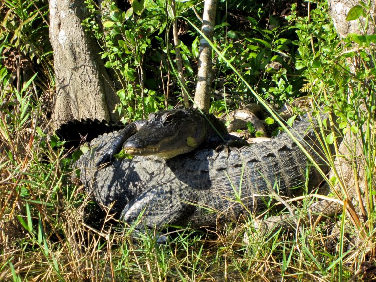 Road Trip USA: Alligator in Everglades National Park
