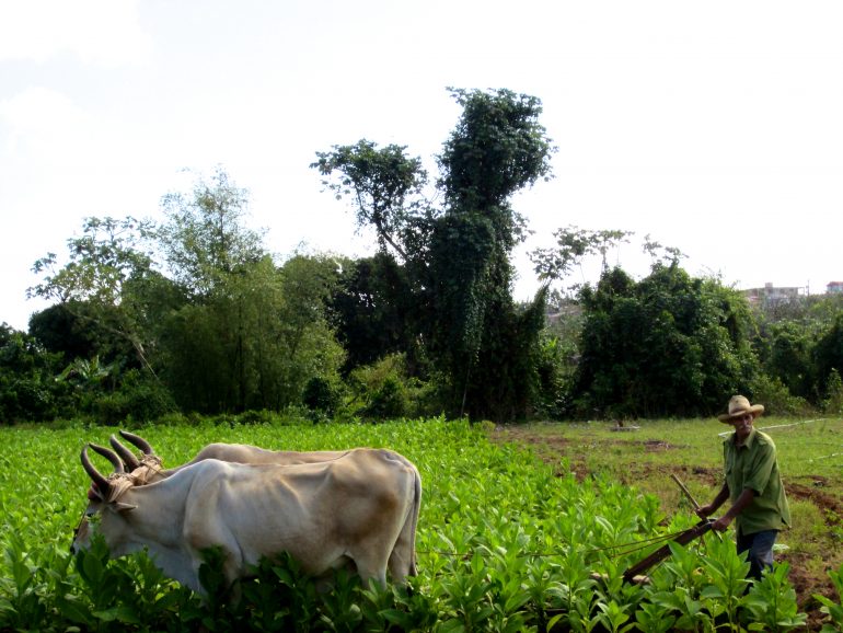 Cycling Cuba: Man with buffaloes in the field