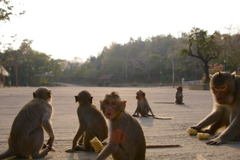 Mietwagen Thailand: Affen mit Maiskolben