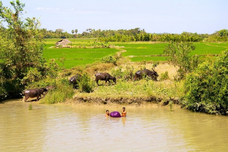 Ayeyarwaddy: Kinder sielen im Fluss neben Wasserbüffeln