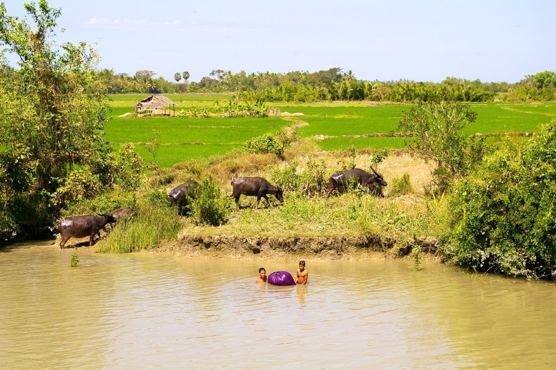 Water buffaloes along the Ayeyarwaddy