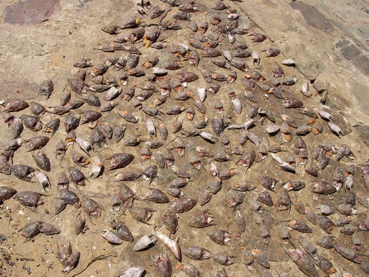 Weird food: Drying fish heads at the side of the road
