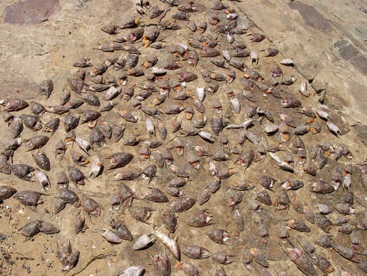 Drying fish heads