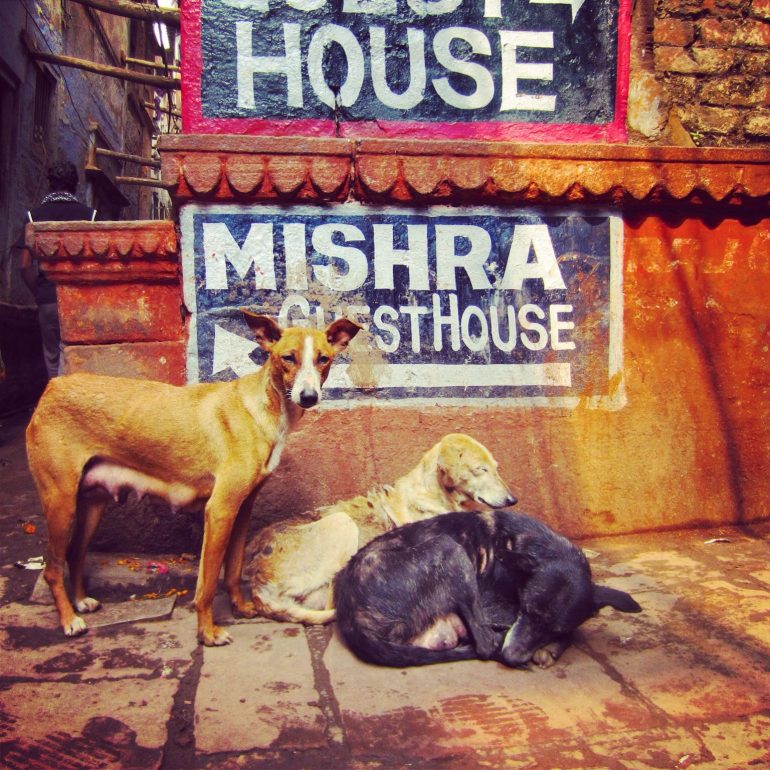 Hunde or einem Schild in Varanasi