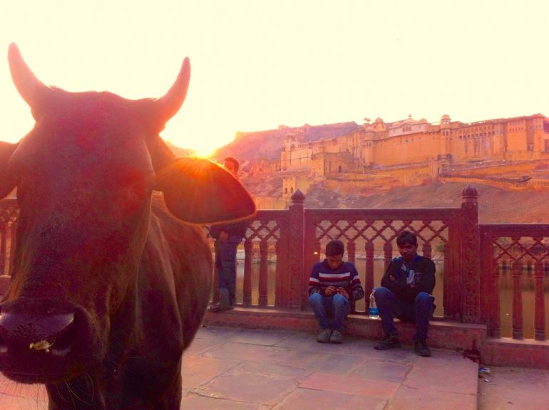 Enfield mieten in Indien: Kuh im Sonnenuntergang vor dem Amber Fort