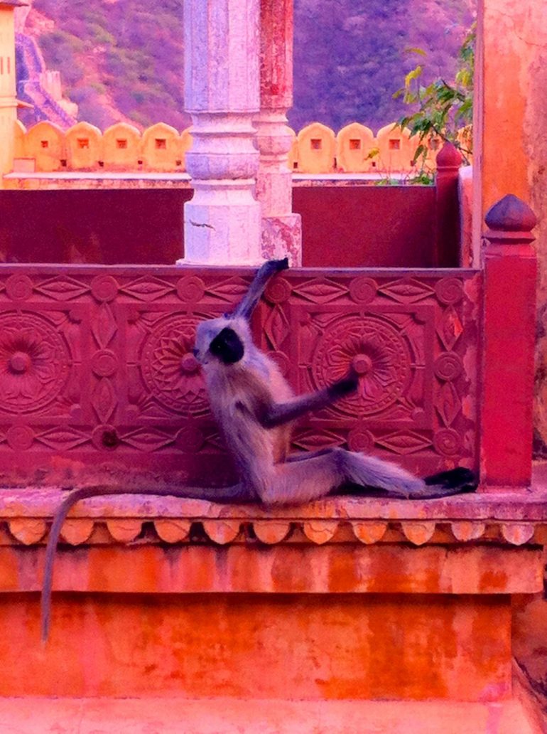 Renting an Enfield in India: Monkey in front of a column
