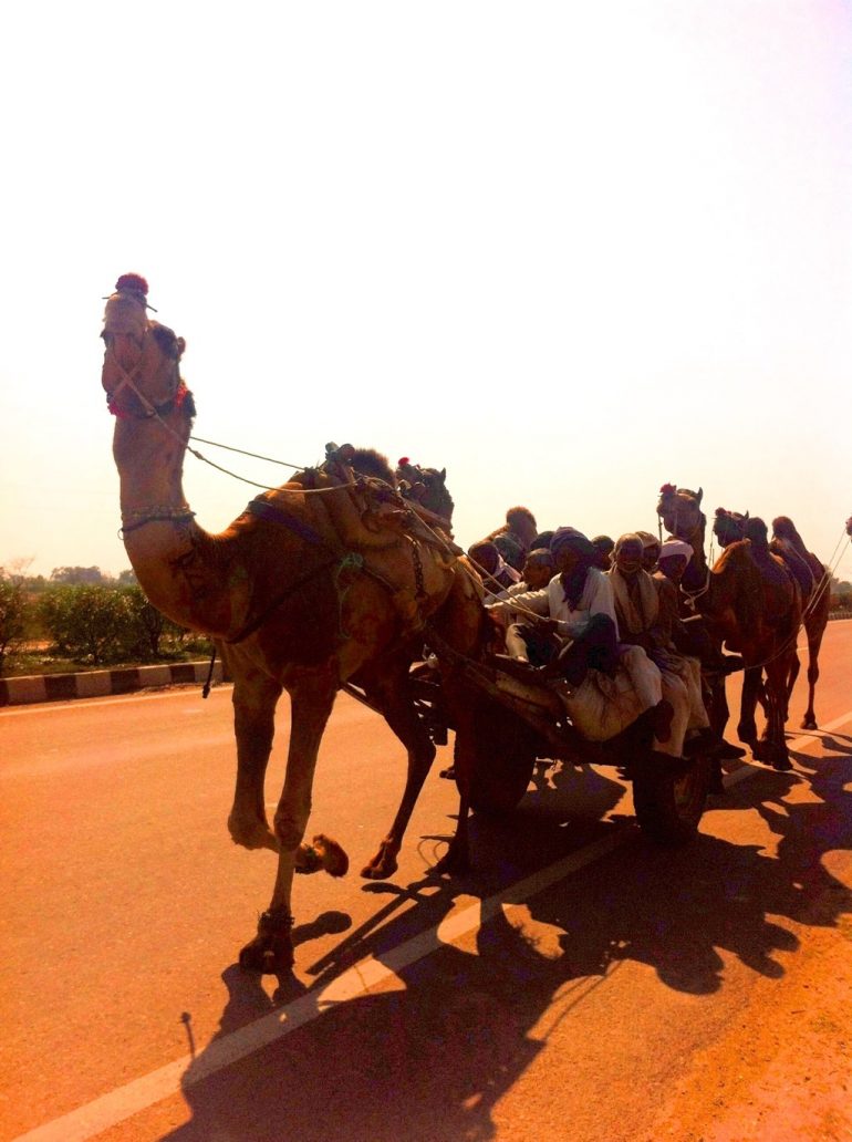 Menschen auf einer kamelgezogenen Kutsche in Rajasthan