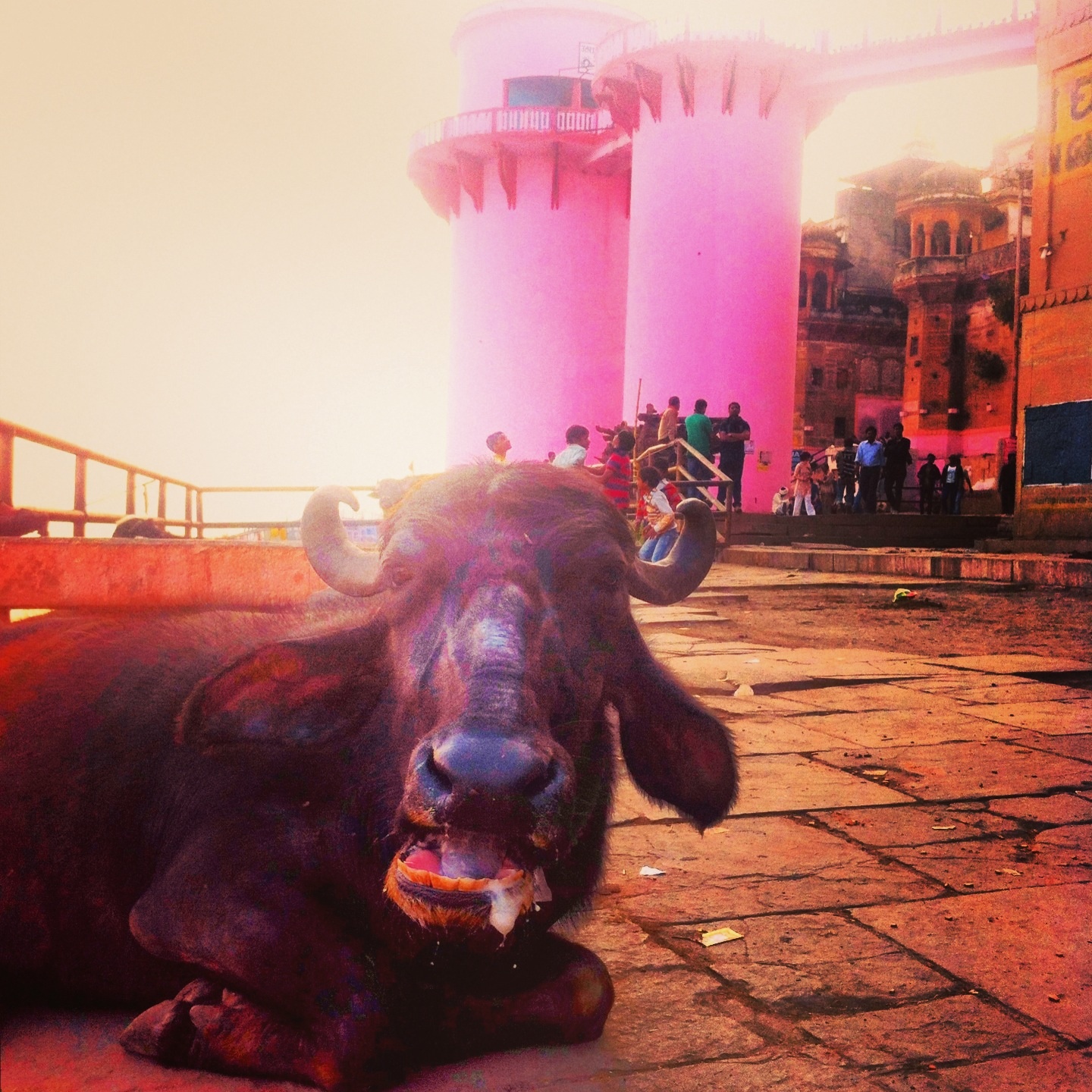 One of many cows, roaming the streets of Varanasi