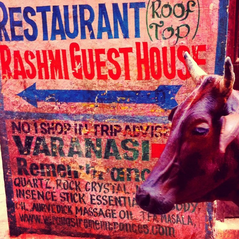 Kuh vor einem handgemalten Schild in Varanasi