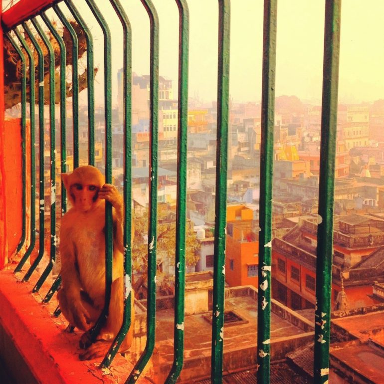 Affe vor Gitterstäben in Varanasi