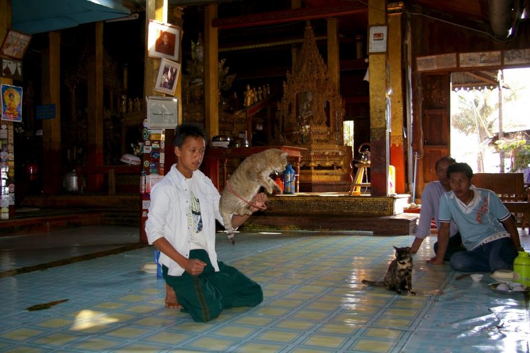 Mönche und Katzen in einem Tempel in Myanmar