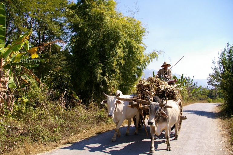 Mann auf einer Kutsche mit Holz in Myanmar