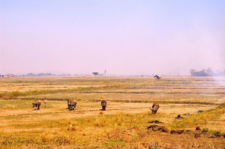 Wasserbüffel auf einem Feld in Myanmar
