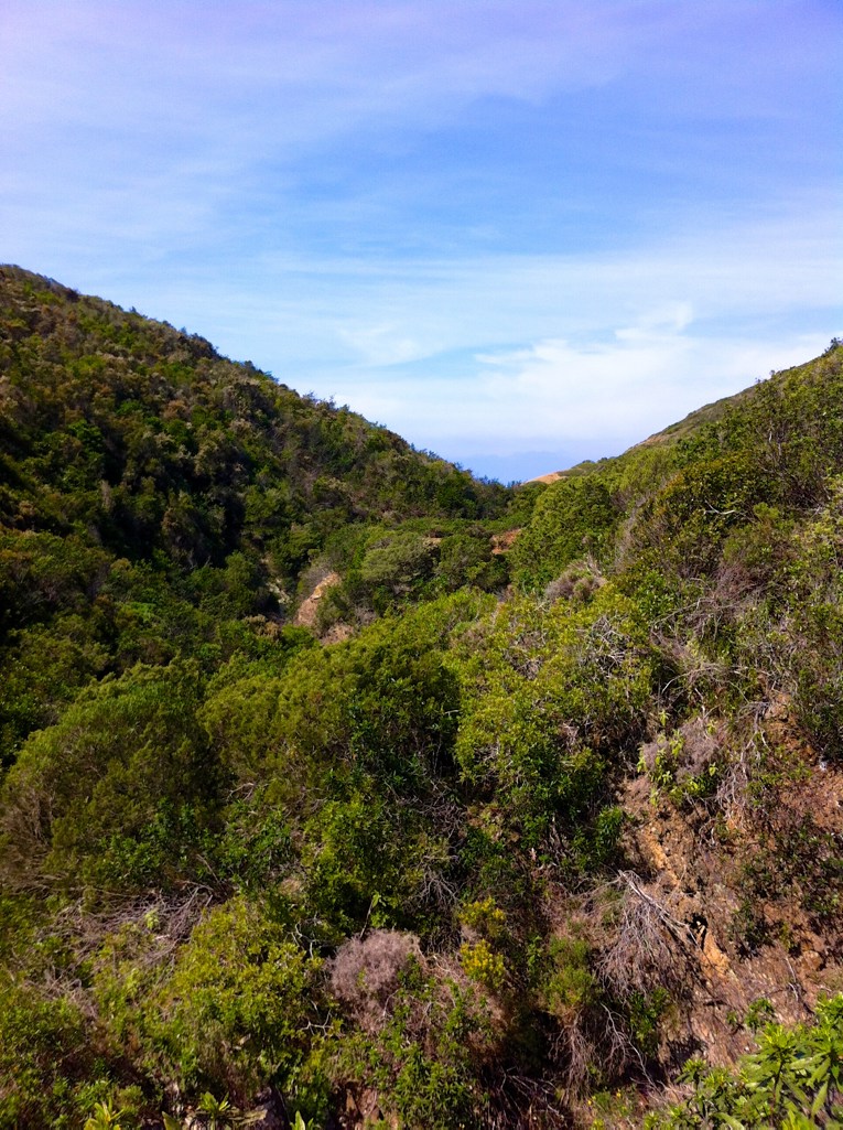 Algarve Highlights: Buschige Hügellamdschaft bei Arrifana