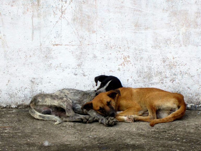 Budget travel: Two dogs sleeping