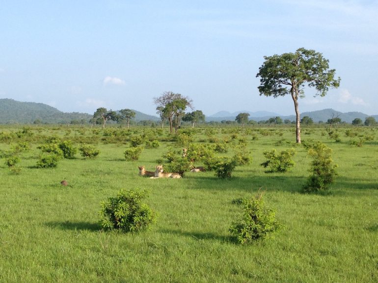 Löwen in der Savanne während einer Tansania Safari