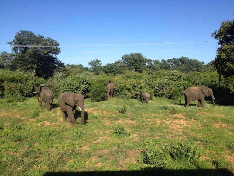 Elefanten am Strassenrand in Botswana