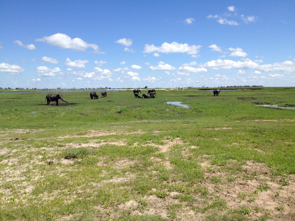 Elefanten im Chobe National Park