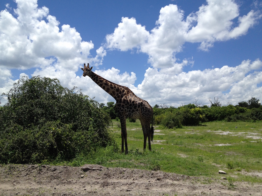 Giraffe im Chobe National Park