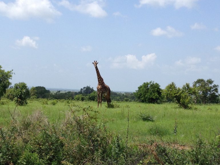 Giraffe im Mikumi National Park während einer Tansania Safari