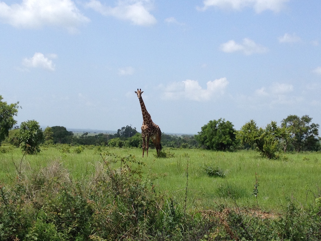 Giraffe Mikumi National Park