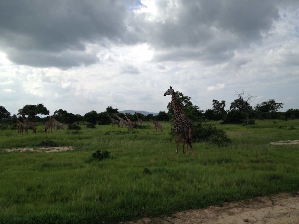 Noch viel mehr Giraffen im Mikumi National Park