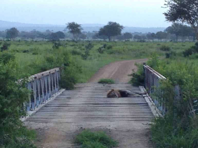 Löwe auf einer Brücke im Mikumi National Park
