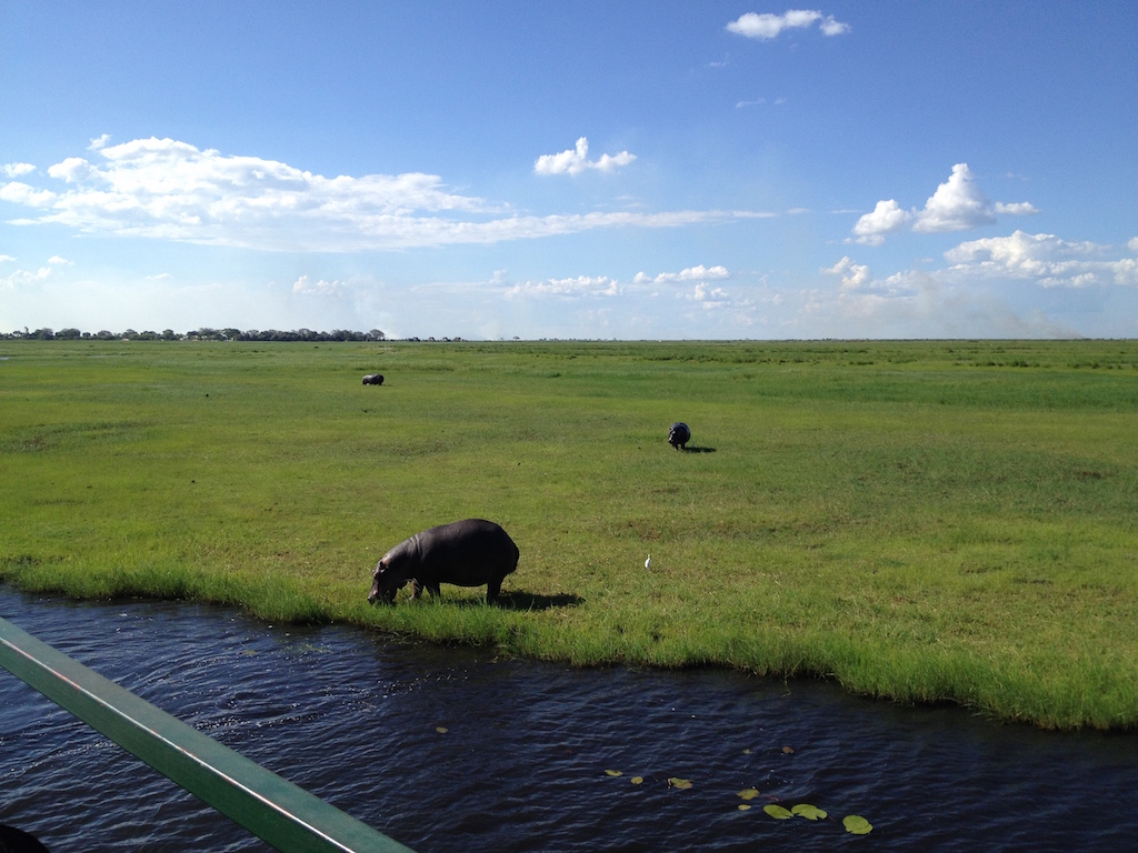 Nilpferde am Ufer des Chobe River
