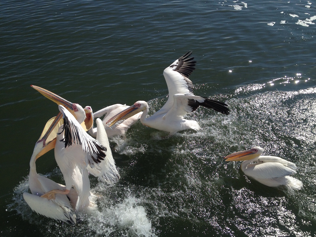 Pelikane in Walvis Bay