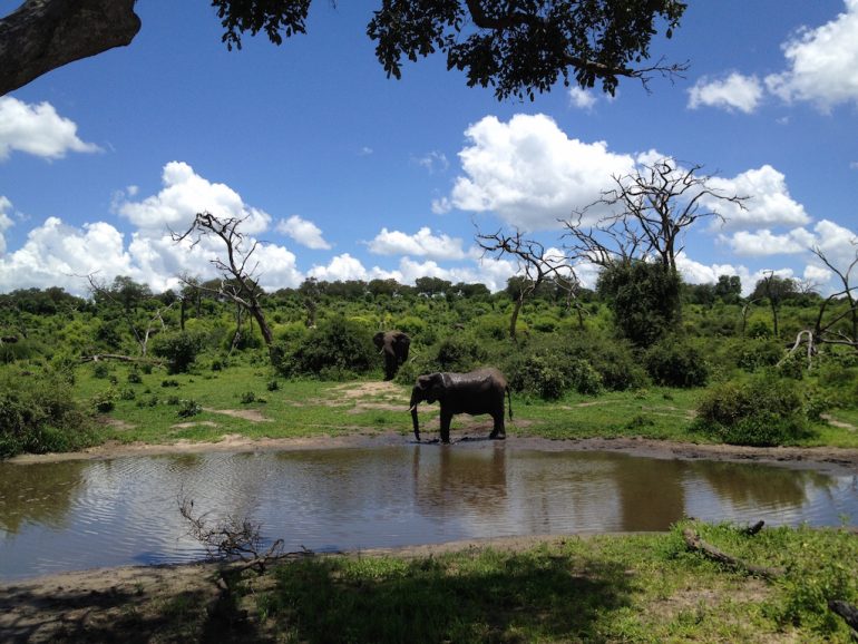 Wasserloch mit Elefanten im Chobe National Park während einer Afrika Rundreise