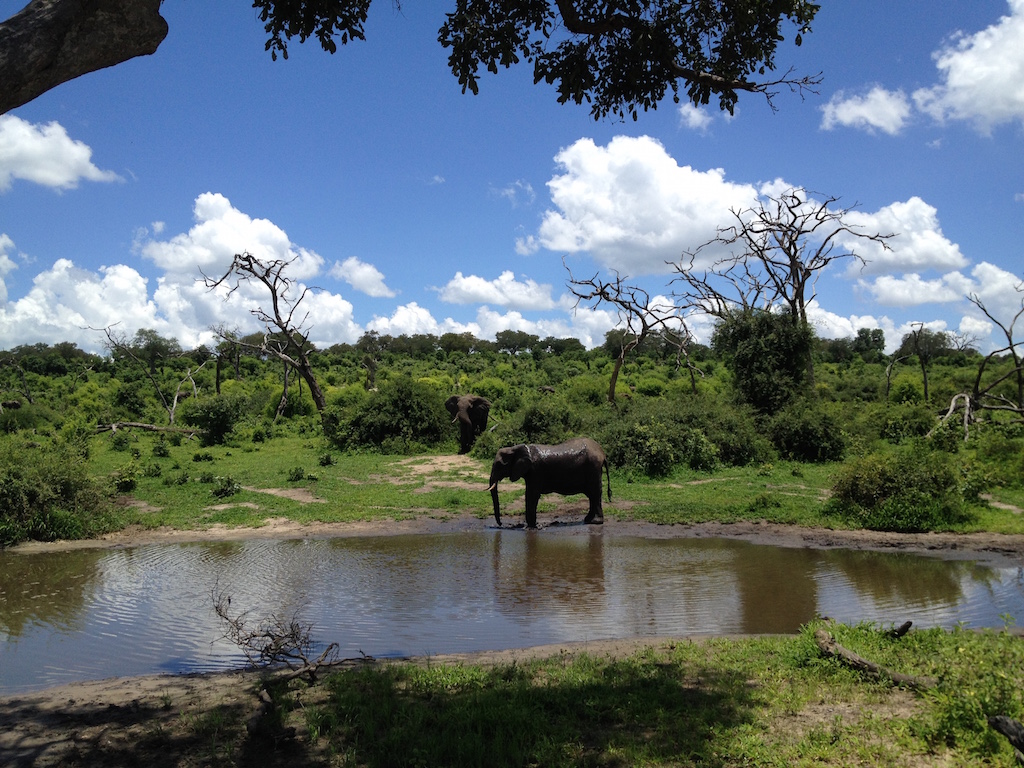 Wasserloch im Chobe National Park