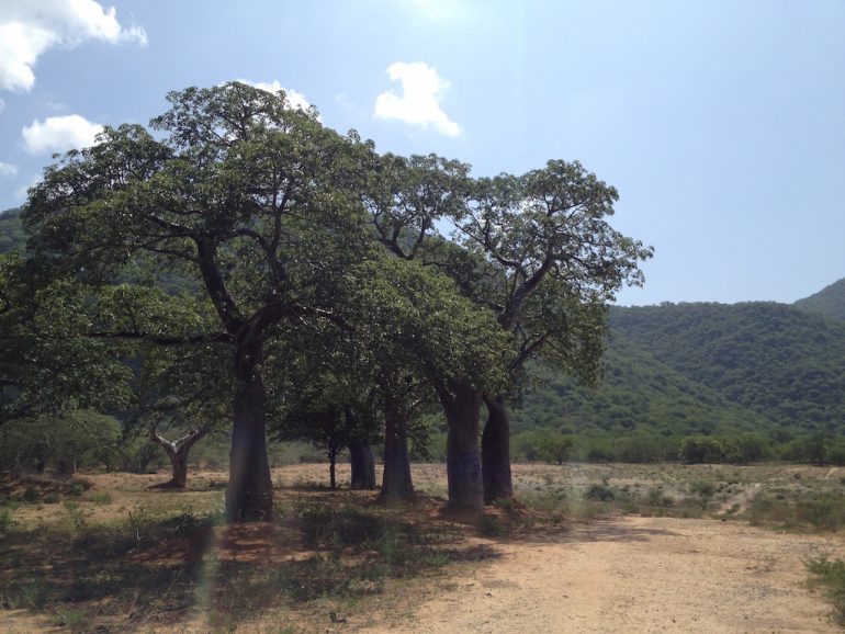 Baobab-Bäume in Tansania