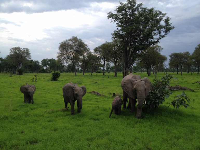Elefanten im South Luangwa National Park