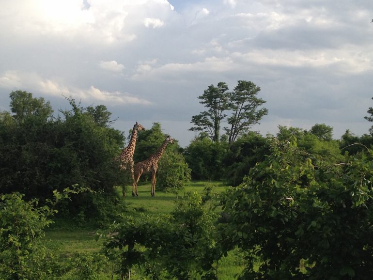 Giraffen Im South Luangwa National Park