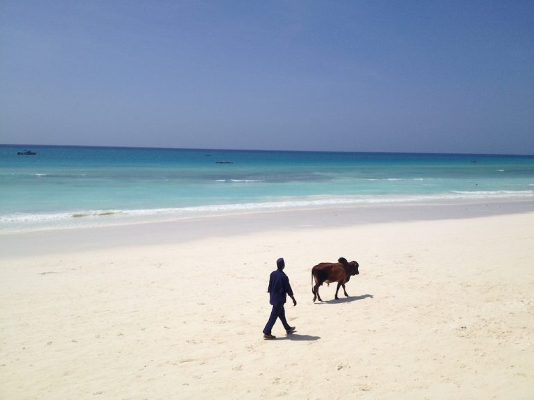 Mann mit Kuh am Strand von Sansibar während einer Afrika Rundreise