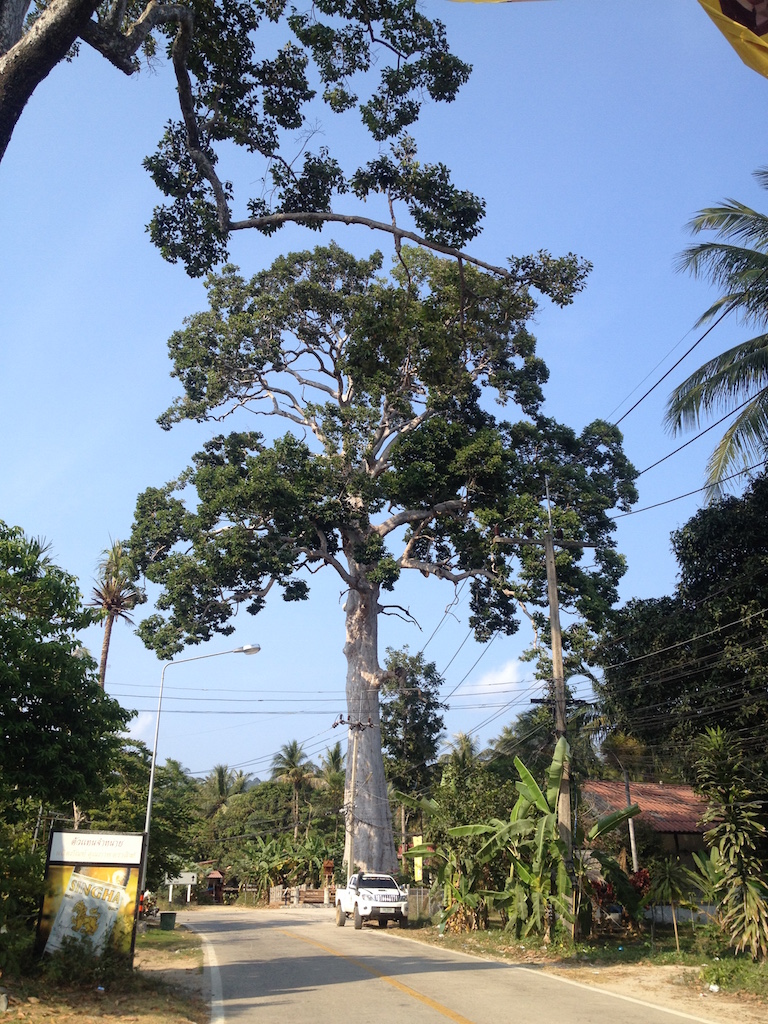 Ko Phangan Highlights: Größter Baum der Insel, Ko Phangan