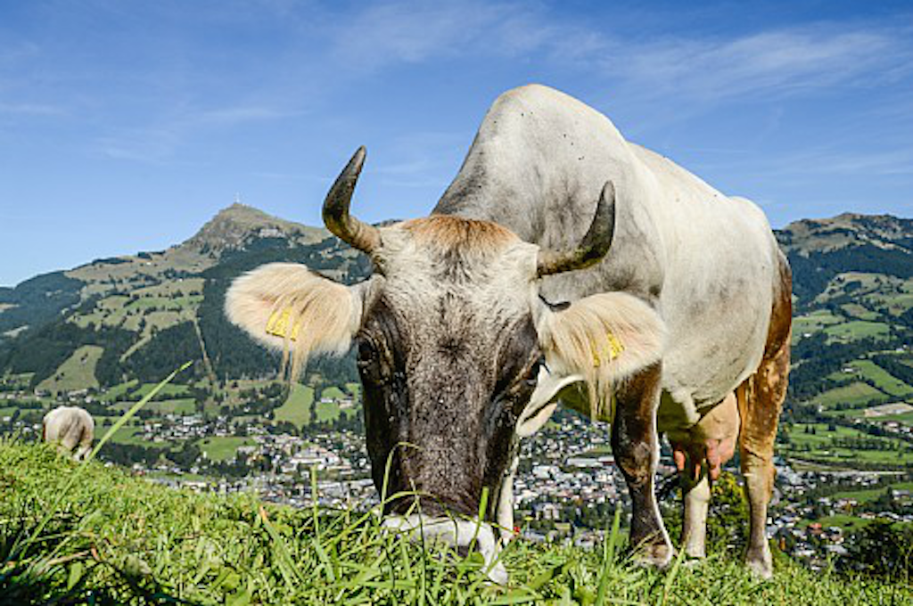 © Kitzbüheler Alpen Marketing