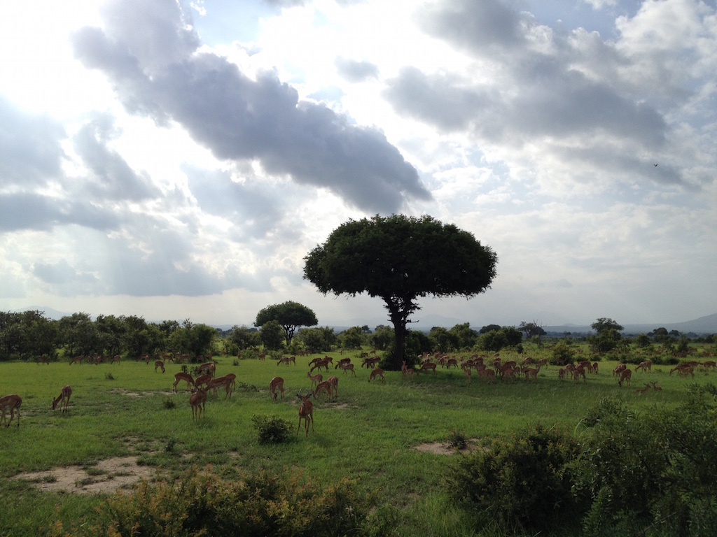 Mikumi National Park, Tansania