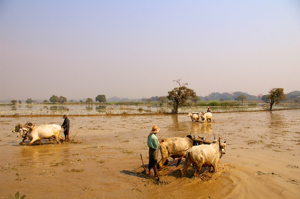 Myanmar Landleben
