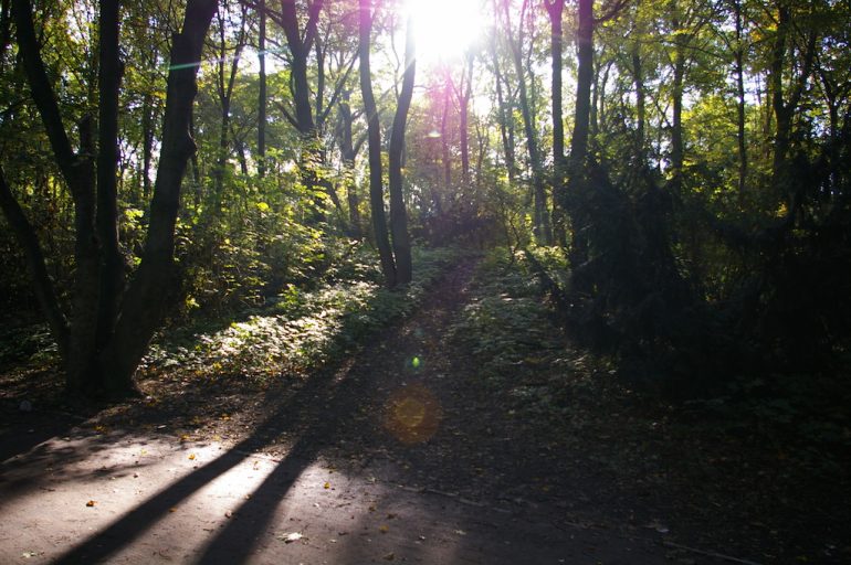 Things to do in Berlin: Forest with sunlight