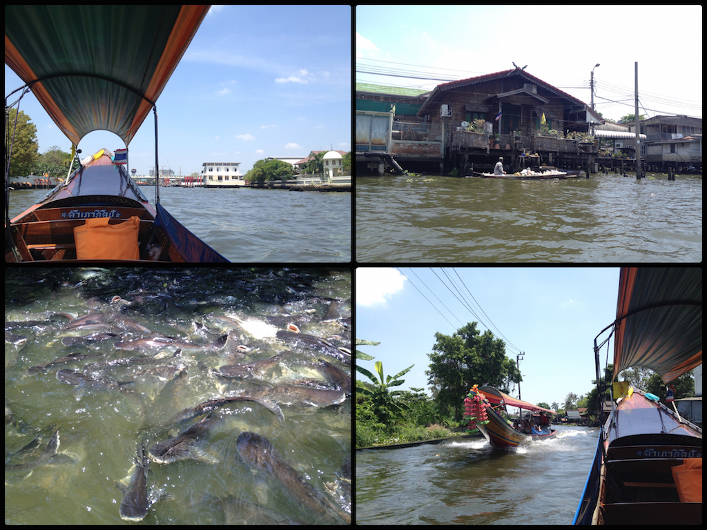Khlong Tour: Was einen wirklich jedes mal wundert, ist die sagenhafte Menge an Fischen, die Bangkoks Wasserwege bevölkert!