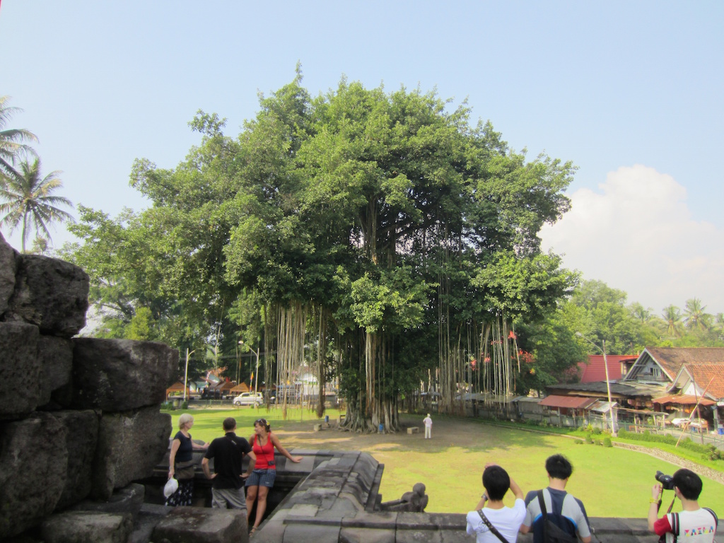 Bodhi Baum