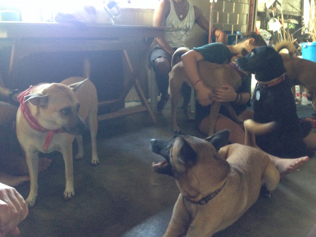 "14 dogs, 14 different traumas."