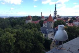 Baltikum: Die Altstadt von Tallinn