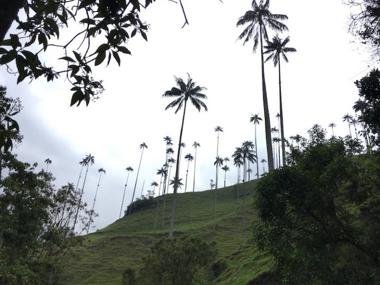 Kolumbien Reisetipps - die größten Palmen der Welt im Cocora Valley