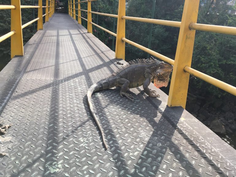 Kolumbien Reisetipps: Varan auf Brücke in San Gil
