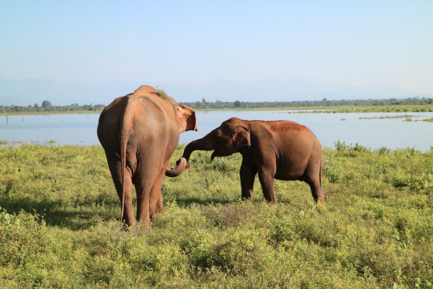 Tuk Tuk Tournament Sri Lanka: Elefanten in Udawalawe