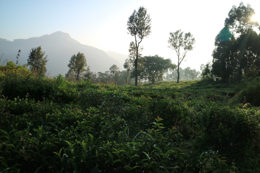 Tuk Tuk Tournament Sri Lanka: Teeplantage mit Bäumen in der Morgendämmerung