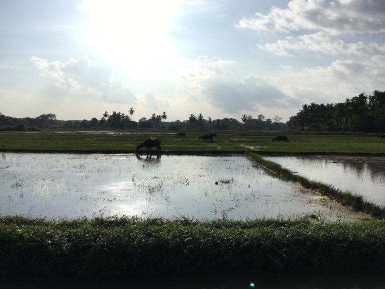 Tuk Tuk Tournament Sri Lanka: Wasserbüffel im Reisfeld