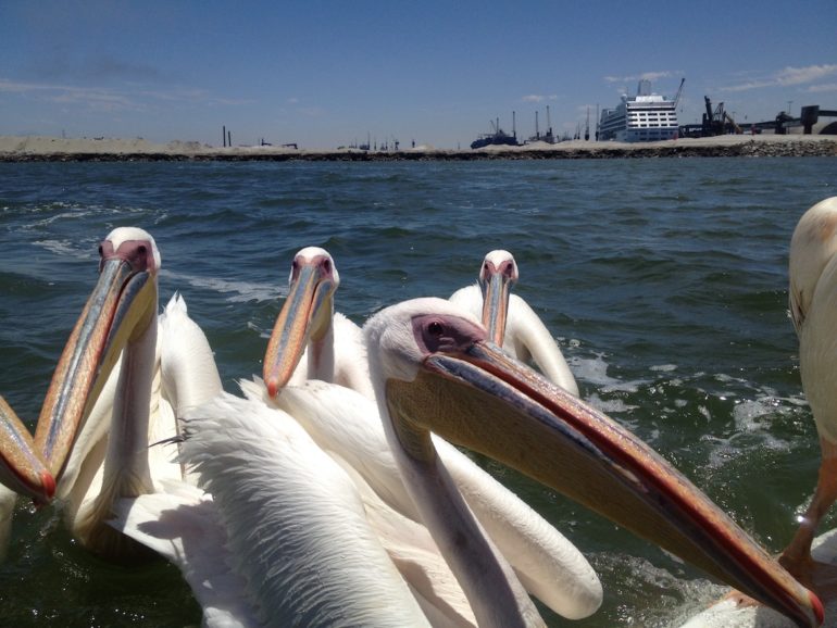 Adventures in Namibia: Pelikans at a tourist boat in Walvis Bay.